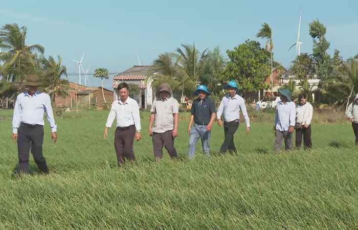 Mô hình sản xuất Hành tím hữu cơ thuộc Đề án Phát triển nông nghiệp hữu cơ tỉnh Sóc Trăng (02-04-2024)